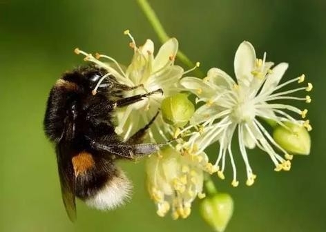 东北黑蜂绿色发展论坛在南京举行