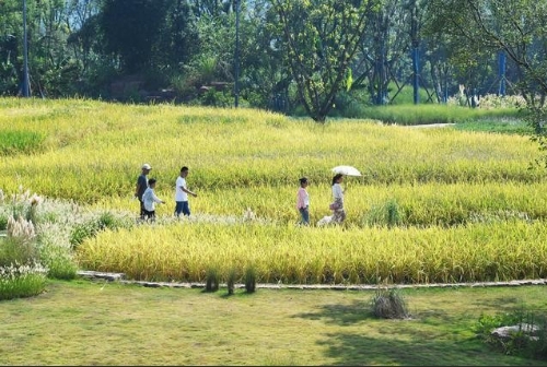 国际时评｜倡导绿色发展 中国行动展现担当