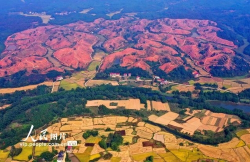 江西泰和：红壤治理 绿色发展