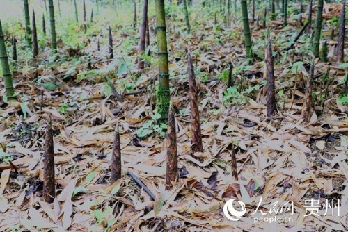 贵州桐梓：掀起乡村振兴“绿色旋风”