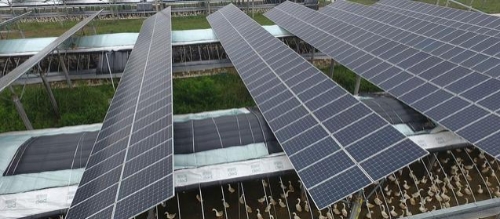 广东湛江将建省内绿色能源大工程，投资33亿，光伏复合发电项目