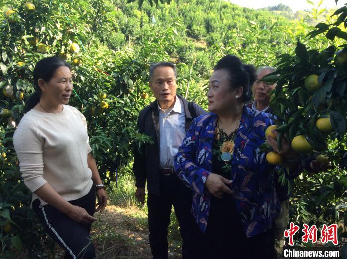 张艳璇博士(前右一)在柑桔园指导果农邱以琼释放天敌捕食螨的技术。　陈国明 摄