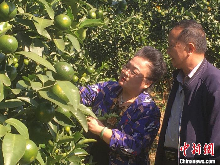张艳璇博士(左)向当地农业科技工作者介绍“以螨治螨”在柑桔树上的应用。　陈国明 摄