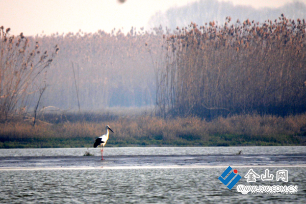 国家一级保护动物东方白鹳 姚其准摄